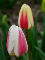 beaucoup tulipes dans le Pays-Bas photo