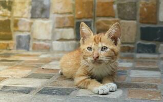 portrait de mignonne Orange chaton est pauvre. sélectif concentrer image avec floue Contexte photo