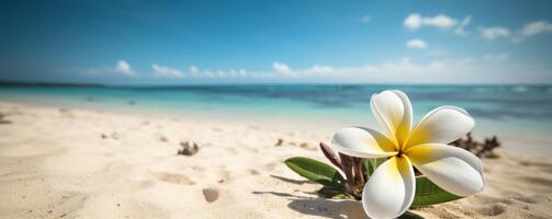 plumeria frangipanier sur tropical mer et plage bleu ciel arrière-plan, été de fête temps. génératif ai photo