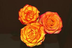 une brillant Orange Rose bourgeon sur une foncé Contexte. une magnifique Rose. photo