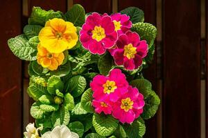 primevère fleurs dans fleur pot Extérieur magnifique épanouissement jardin rue fleur végétation photo