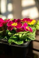 primevère fleurs dans fleur pot Extérieur magnifique épanouissement jardin rue fleur végétation photo