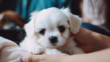 mignonne peu chiot sur mains. illustration ai génératif photo