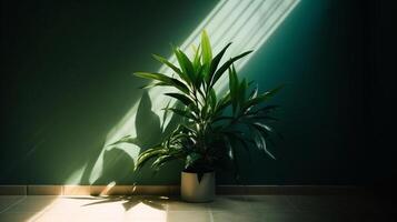 Vide moderne Contexte avec vert dracaena arbre dans lumière du soleil, feuille ombre sur mur. ai génératif photo