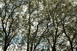 arbres dans la forêt photo