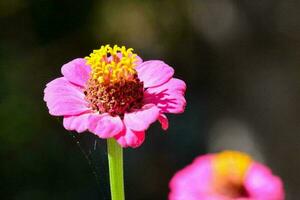 fond avec fleur photo