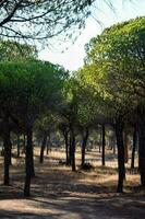 arbres dans la forêt photo