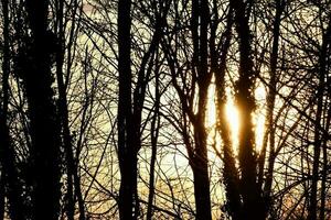 arbres dans la forêt photo