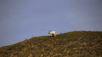 chèvres pâturer sur le colline photo