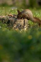 écureuil est assis sur le sol et mange des noisettes photo