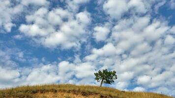 arbre solitaire sur la colline photo