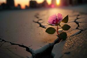 proche en haut, rose fleur croissance sur fissure rue le coucher du soleil Contexte ai généré photo