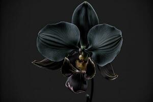 rare épanouissement grand noir orchidée de genre gros lèvre phalaenopsis fleurs isolé sur foncé noir Contexte. neural réseau généré art photo