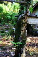 vieux arbre les troncs cette avoir été poreux dans croissance mousse et les plantes photo