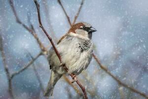 eurasien arbre moineau passer montanus séance dans une arbre dans hiver temps photo