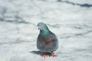 une magnifique Pigeon est assis sur le neige dans une ville parc dans hiver.. photo