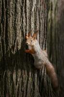 rouge écureuil escalade en haut dans une arbre. photo