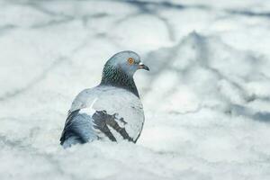 une magnifique Pigeon est assis sur le neige dans une ville parc dans hiver.. photo