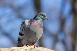 une magnifique Pigeon est assis sur le neige dans une ville parc dans hiver.. photo