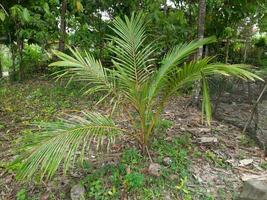 noix de coco des arbres cette sont encore vieux sont facile à grandir dans le jardin photo