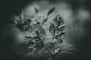 été peu violet fleur dans le jardin parmi vert feuilles en plein air photo