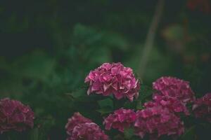 délicat été hortensia fleurs sur une vert Contexte dans le jardin photo