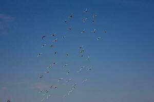 une troupeau de blanc en volant pigeons en volant contre été bleu ciel avec blanc des nuages photo