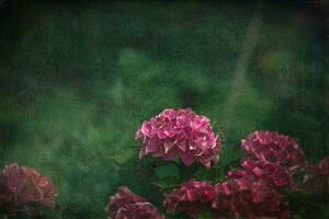 délicat été hortensia fleurs sur une vert Contexte dans le jardin photo