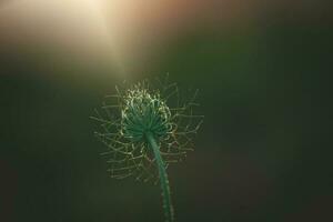 délicat sauvage blanc Prairie fleur allumé par chaud soir été Soleil sur une calme Contexte photo