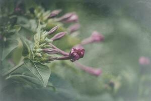 été peu violet fleur dans le jardin parmi vert feuilles en plein air photo