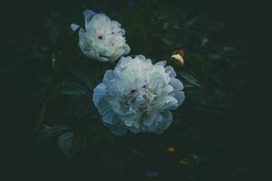 grand délicat brillant pivoine fleur parmi foncé vert feuilles dans le été jardin photo