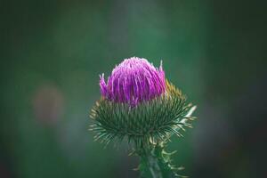 été violet chardon fleur parmi verdure dans une sauvage prairie, photo