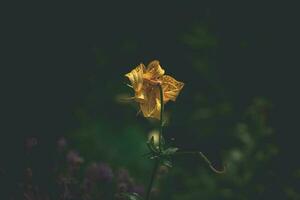 lis fleur dans le été jardin dans le chaud après midi Soleil photo