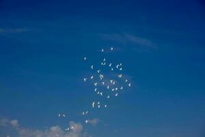 une troupeau de blanc en volant pigeons en volant contre été bleu ciel avec blanc des nuages photo