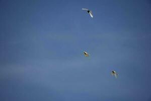 une troupeau de blanc en volant pigeons en volant contre été bleu ciel avec blanc des nuages photo