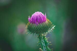 été violet chardon fleur parmi verdure dans une sauvage prairie, photo