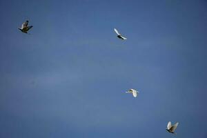 une troupeau de blanc en volant pigeons en volant contre été bleu ciel avec blanc des nuages photo