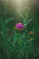 été violet chardon fleur parmi verdure dans une sauvage prairie, photo