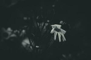 peu été fleurs croissance dans le jardin parmi vert feuillage Contexte sur une chaud journée photo