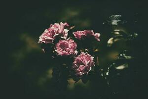 délicat été rose, épanouissement dans le chaud Soleil dans le jardin photo