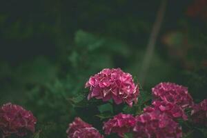 délicat été hortensia fleurs sur une vert Contexte dans le jardin photo