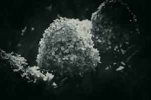 blanc grand hortensia dans une été jardin parmi vert feuilles photo