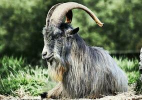 le chèvre est très vieux donc ses la laine est très gros et ses cornes sont très gros photo