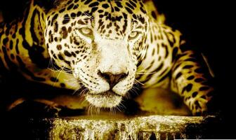 le guépard vient à le bord de le rivière prêt à capture ses proie photo