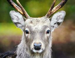 une très vieux cerf c'est Lion est très gros photo