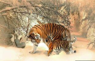 le tigre est en jouant avec sa lionceau dans le neige pays photo