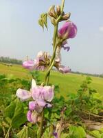 jacinthe haricot, beauté fleur, beauté la nature photo