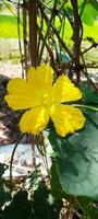 gratuit luffa fleur, fond d'écran, beauté fleur, beauté la nature photo