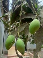 mangue, délicieux nourriture, mûr mangue, Naturel nourriture photo