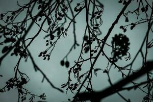 nu arbre branches avec cônes sur bleu l'eau et ciel Contexte photo